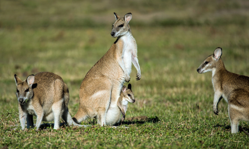 Kängurus in Australien