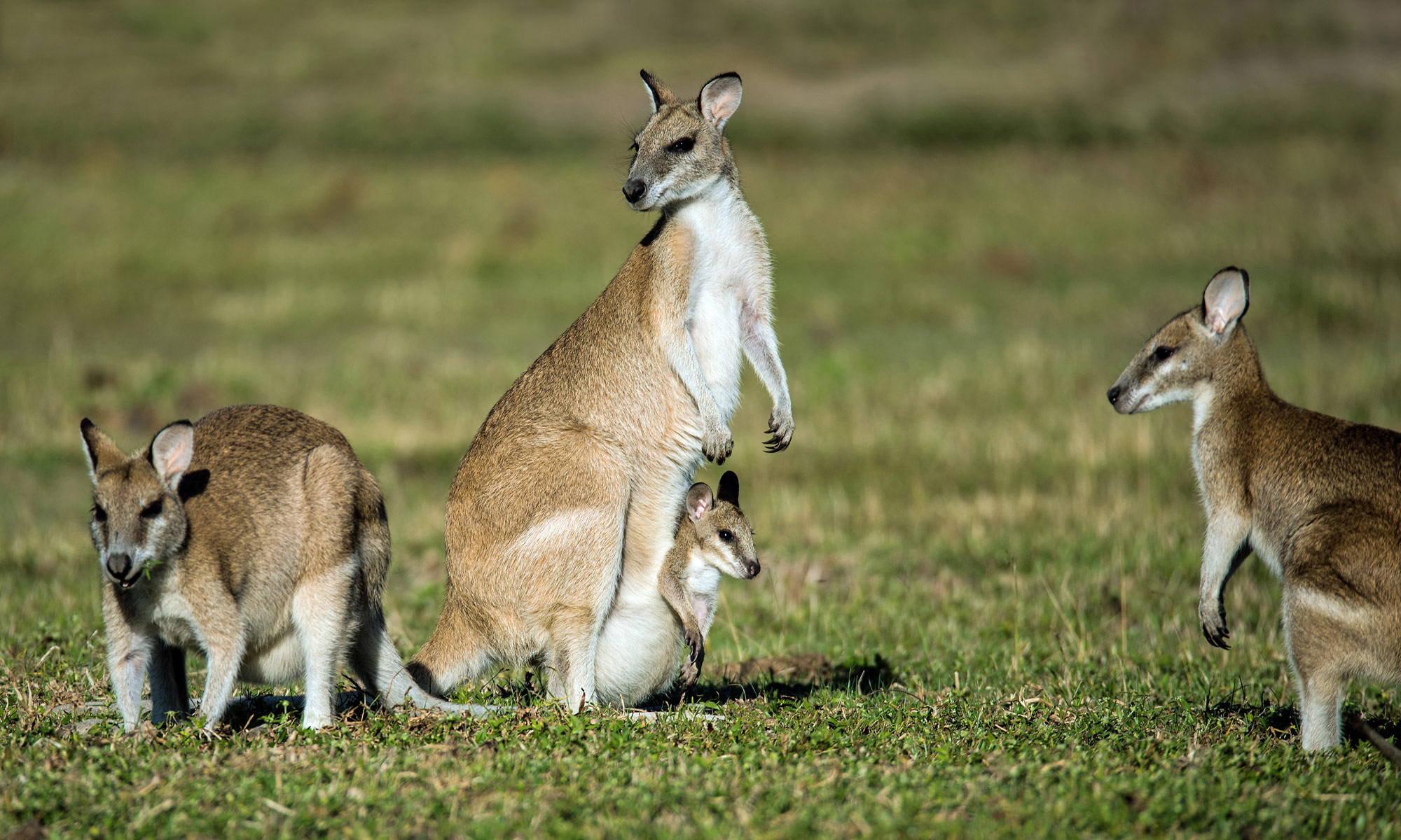 Wie Viele Kängurus Gibt Es In Australien www.kreuzfahrtpiraten.de