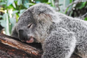 Koala in Australien