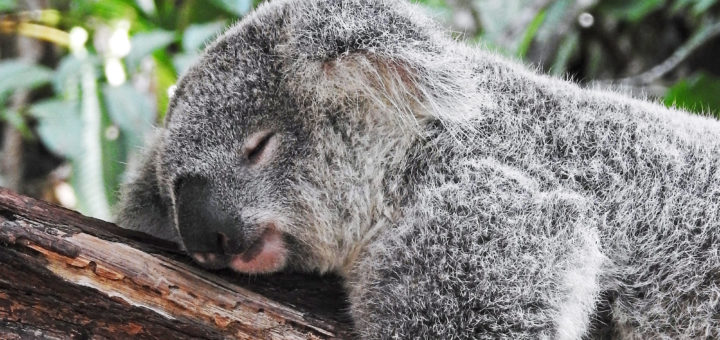 Koala in Australien