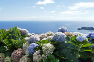 Azoren Blumen und Meer