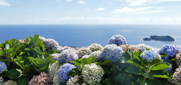Azoren Blumen und Meer