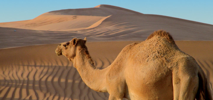 Wüste mit Costa entdecken. Foto: Costa Kreuzfahrten