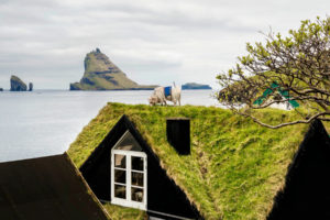 Grüne Dächer und Schafe auf den Färöer Inseln. Foto: Visit Faroe Islands