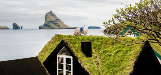 Grüne Dächer und Schafe auf den Färöer Inseln. Foto: Visit Faroe Islands