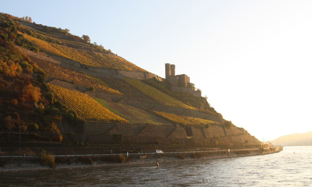 Weinberg und Burgruine am Rhein bei Rüdesheim