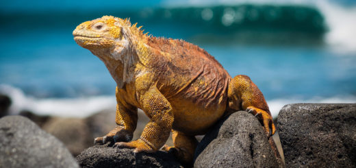 Galapagos Inseln, Ecuador