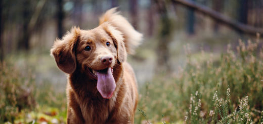 Hund auf Kreuzfahrt. Foto: Jamie Street