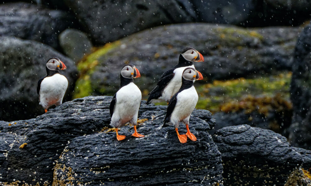 Papageientaucher in Island