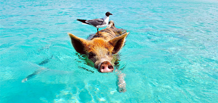 Yeah! Schwein gehabt und Kreuzfahrt gewonnen