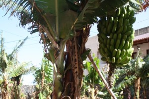 Bananen auf La Gomera, Reisebericht Mein Schiff 3. Foto: Katja Jensen