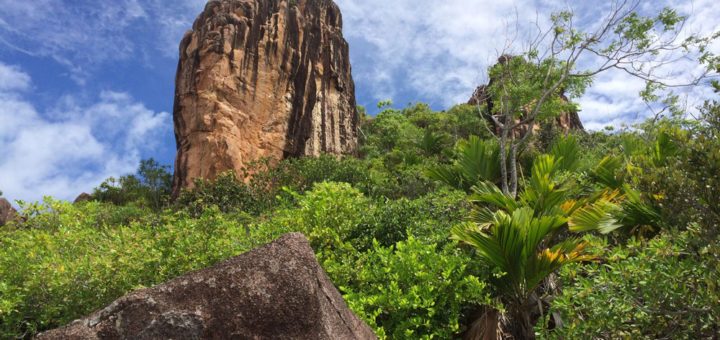 Seychellen Mangrovenwald