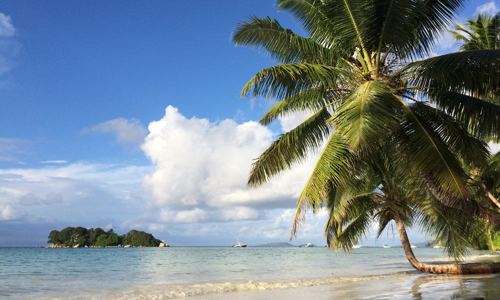 Seychellen Palmen