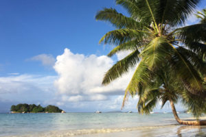 Seychellen Palmen